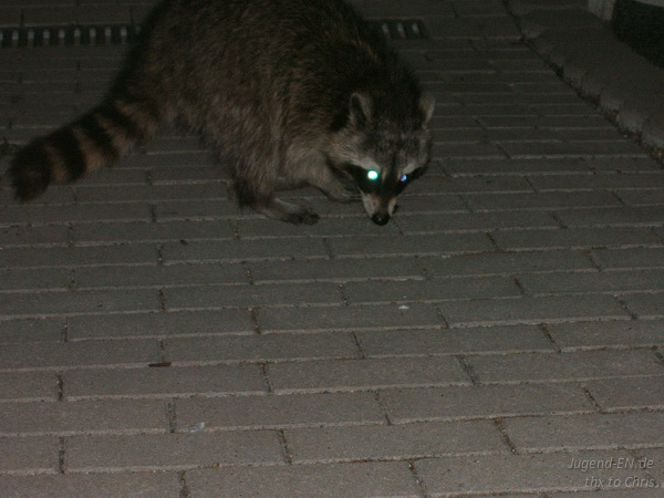 Galerie: 66 - Bild: 141