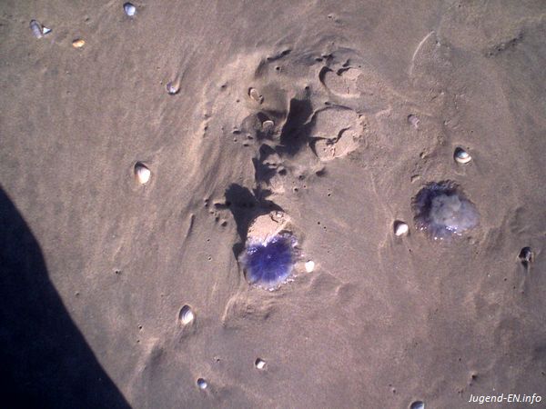 Galerie: 84 - Bild: 25